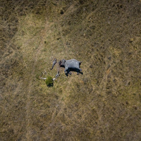 Foto Mengerikan Sekaligus Menyedihkan dari Seekor Gajah yang Dimutilasi, Bukti Sadisnya para Pemburu Gading Gajah