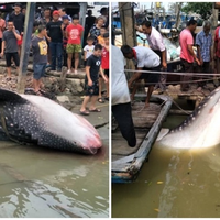Biasanya Hidup di Laut, Hiu Paus Ini Ditemukan Mati Mengambang di Sungai Malaysia, Penemunya Juga Sampai Terkejut