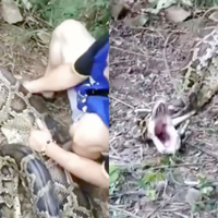 Bikin Kaget! Petani Ini Temukan Ular Piton dengan Perut Menggendut Terkulai Lemas, Satu Jam Kemudian Sesuatu Keluar dari Perutnya! Ternyata….