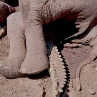 Pertarungan Brutal Buaya Lawan Gajah, Tubuh Panjang Buaya Ditindih oleh Gajah Besar, Siapa yang Jadi Juaranya?