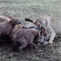 Singa Betina Rebutan Mangsa dengan Gerombolan Hyena yang Haus Darah, Seekor Raja Hutan Kemudian Tunjukkan Otoritasnya: 'Alam Itu Brutal'