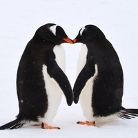 Pasangan Penguin Ini Bertindak Lucu Demi Memiliki Anak, Lihat!