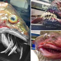 Saat Nelayan Ini Menarik Jaringnya yang Jatuh, Siapa Sangka 'Monster Laut' Mengerikan yang Muncul dari Dasar Lautan, Deretan Giginya Merupakan Fitur Primitif