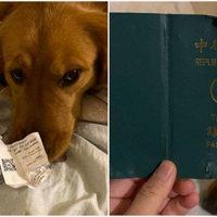 Selamatkan Nyawa dengan 'Indera Keenam,' Anjing Ini Koyak Paspor Majikannya Supaya Tidak Jadi Liburan ke Wuhan, Kota Asal Virus Corona di China: 'Anjing Ini Melindungi Saya'