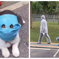 Tak Kalah dengan Majikannya, Kucing Ini Tertangkap Kamera Tengah Mengenakan Masker Demi Hindari Infeksi Virus Corona, Begini Kata Para Ahli