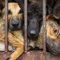 Tak Peduli Dikecam Dunia, Orang China Masih Nekat Lanjutkan Tradisi Brutal Makan Anjing yang Direbus Hidup-hidup, Bahkan Ada Festivalnya