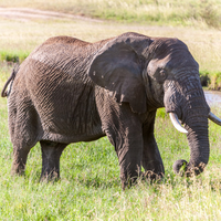 Lebih dari 300 Gajah di Afrika Mati Secara Misterius, Diduga Karena 'Racun dari Alam' yang Menggenang di Air, Ada Apa Sebenarnya?