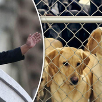 Sebegini Mati-matian Perangi Tren Ideologi Borjuis, Kim Jong Un Perintahkan Berangus Anjing Peliharaan dan Mengirimnya ke Restoran untuk Dimasak