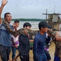 Gegara Mangsa 2 Ekor Kambing Warga, Ular Piton Sepanjang 7 Meter Ini Diburu 18 Orang dan Akhirnya Berhasil Ditangkap