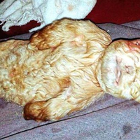 Mitos di Balik Kelahiran Bayi Kambing Berwajah Manusia di Malaysia
