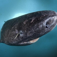 Hidup dengan Mata Hampir Buta di Atlantik Utara, Hiu Ini Jadi Hewan Vertebrata Tertua di Dunia