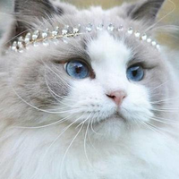 Prince Aurora, Kucing Ras Raggdoll yang Diklaim sebagai Kucing Paling Cantik di Dunia