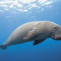 Para Peneliti Menggunakan Drone dan AI Untuk Menghitung Jumlah Dugong di Lautan