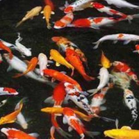 5 Manfaat Memelihara Ikan di Rumah