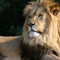 Kisah Tiga Rambut Singa