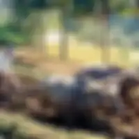 Melacak Akar Ketergantungan Masyarakat Indonesia terhadap Beras