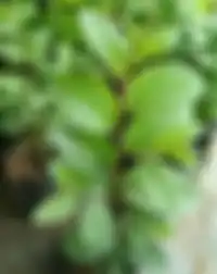 Inilah 5 tanaman yang nggak cuma cantik buat foto rumah, tetapi diminta pakar feng shui tanam di halaman. Manfaatnya bikin takjub!