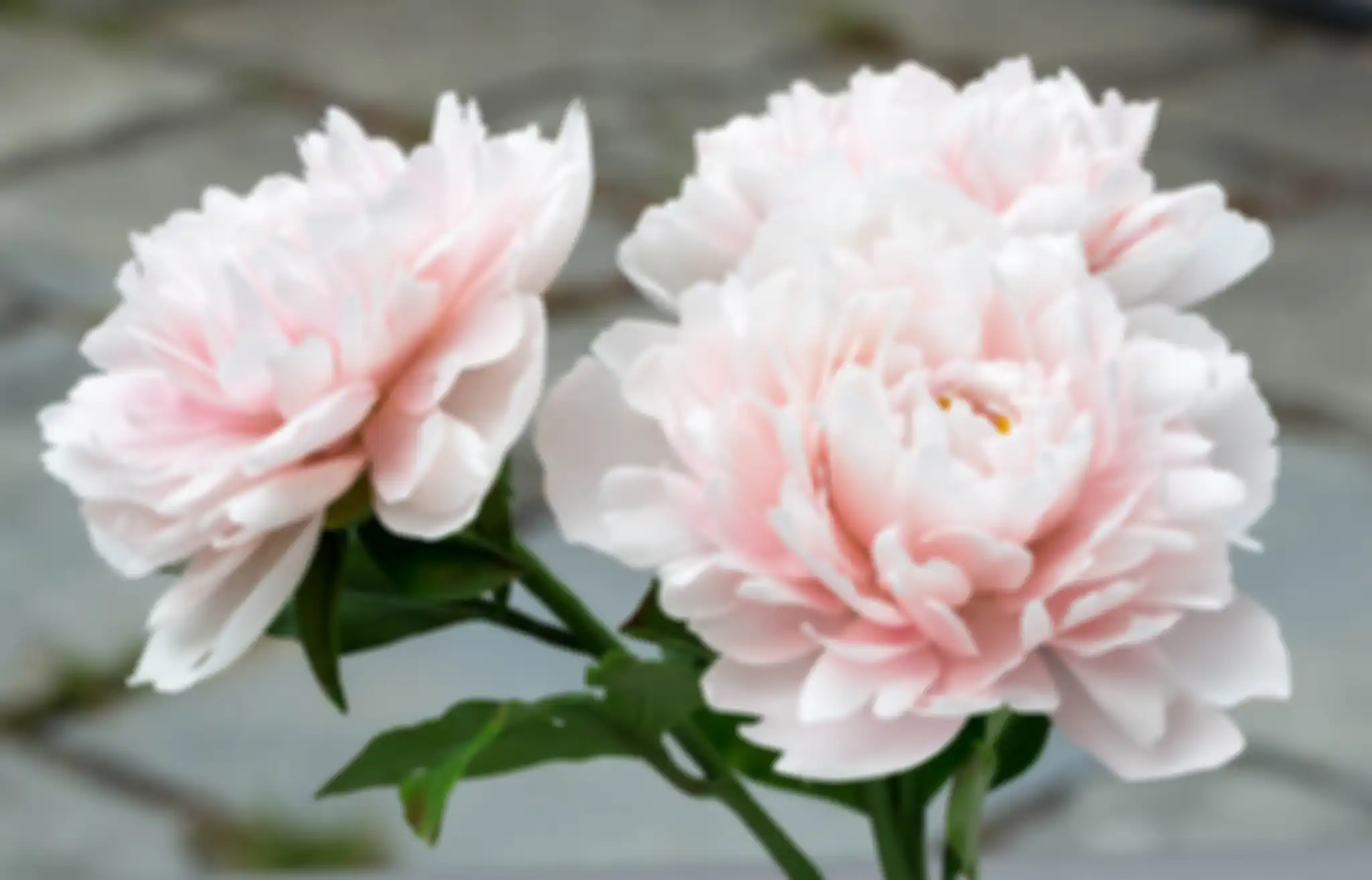 Bunga peony