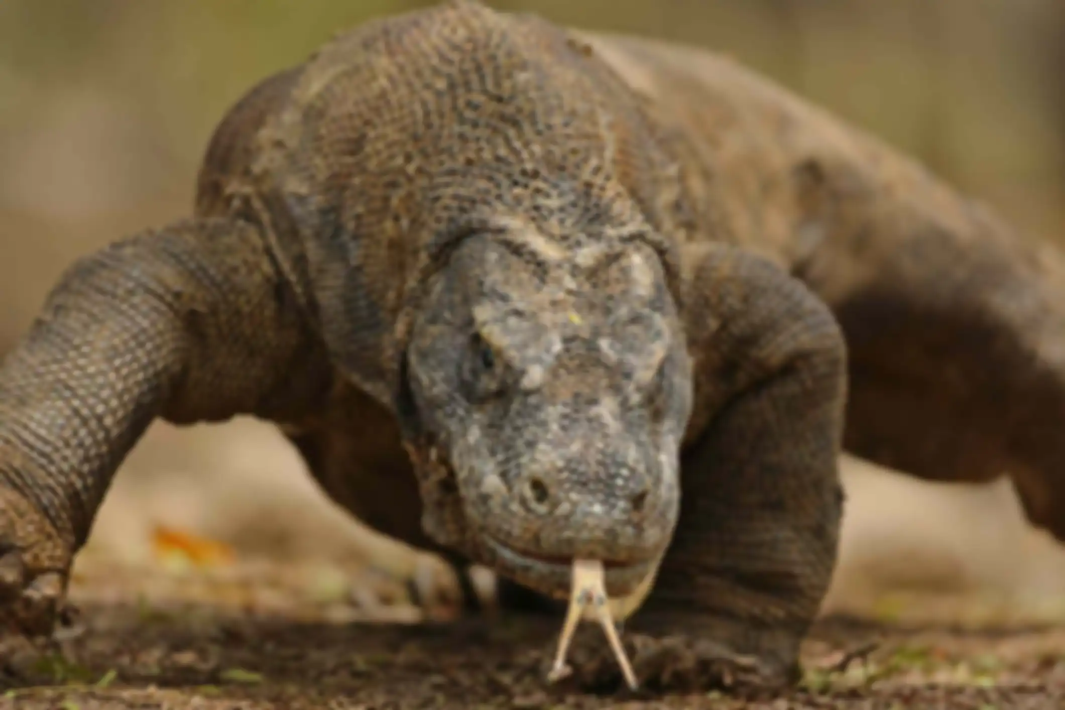 Ilustrasi komodo (Varanus komodoensis)