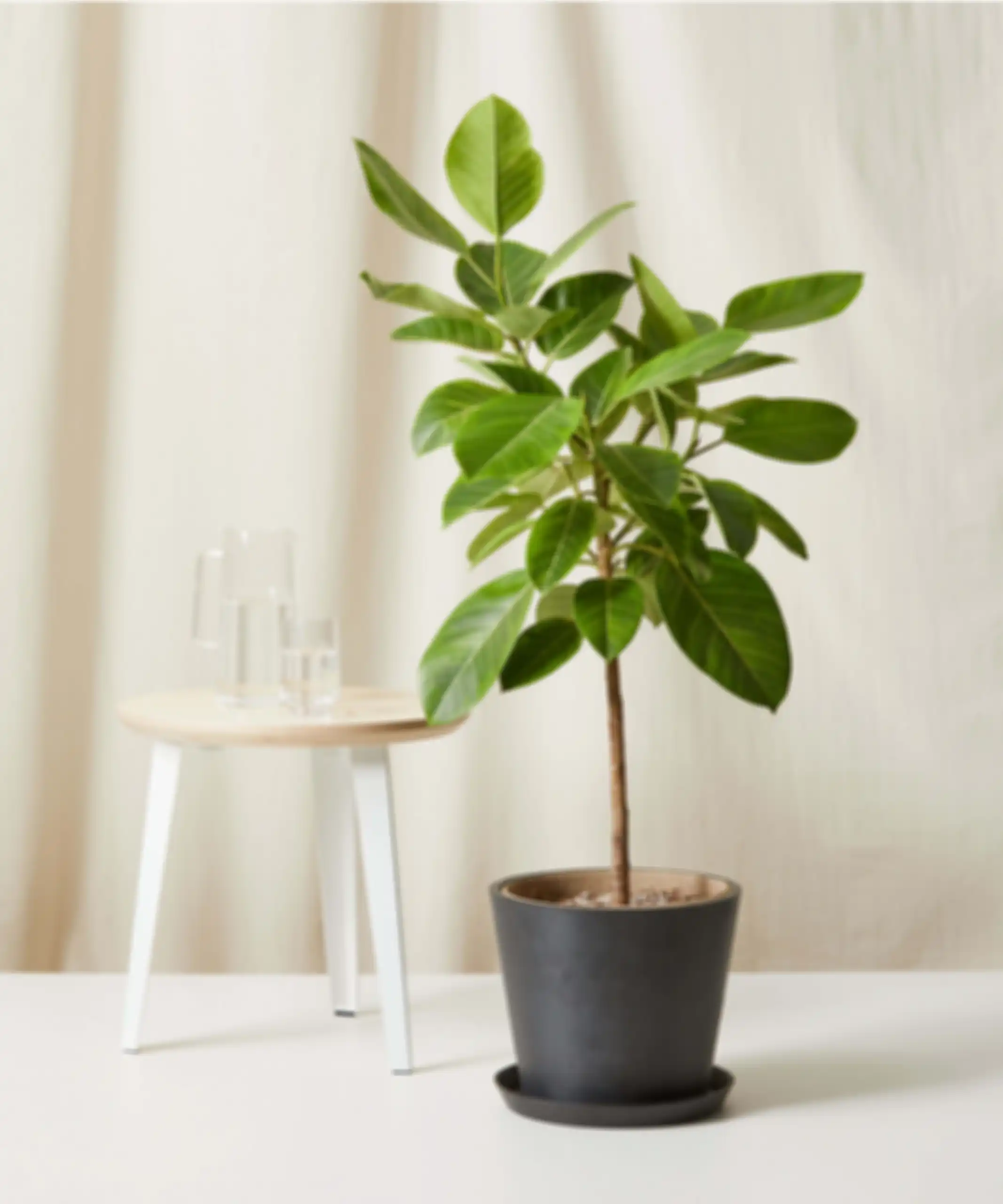 Ilustrasi ficus