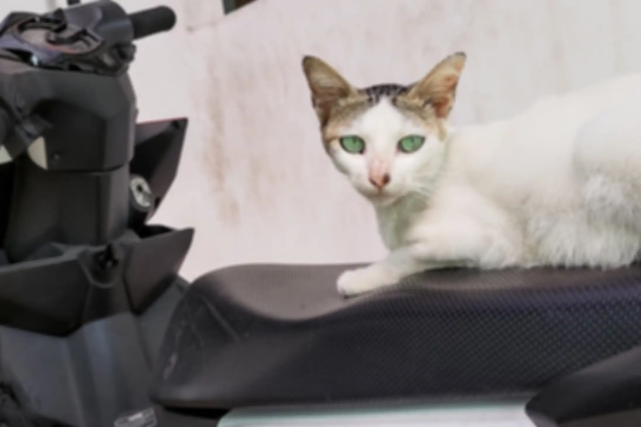 Kucing kesayangan memang suka hinggap dan menggaruk-garuk kulit jok motor.