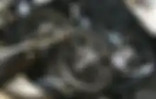 Bukan Cuma Oli Mesin Motor Matic yang Diganti Namun Pelumas Gardan Juga Wajib Tiap Segini Kilometer