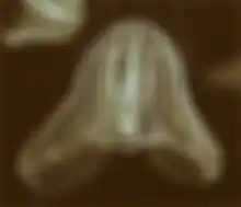 Kenari laut (Mnemiopsis leidyi).