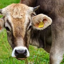 Sapi Kurban Ngamuk di Pelaminan, Pengantin di Purwokerto Curhat Pilu: Cobaan Menikah