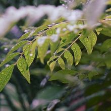 Bagaimana Proses Terjadinya Embun di Pagi Hari? Materi Kelas 4 SD