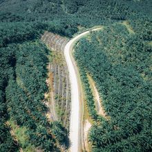 Benarkah Kelapa Sawit Bisa Gantikan Fungsi Pohon yang Ditebang di Hutan?