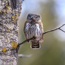 Apakah Semua Burung Hantu Hanya Terlihat di Malam Hari? Ini Jawabannya