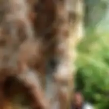 Gibran Rakabuming Raka Ingin Hilirisasi Kemenyan, Bagaimana Sejarah Kemenyan di Nusantara?