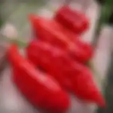 cabai terpedas di dunia ghost pepper