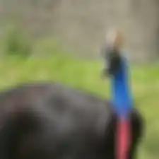 Kasuari