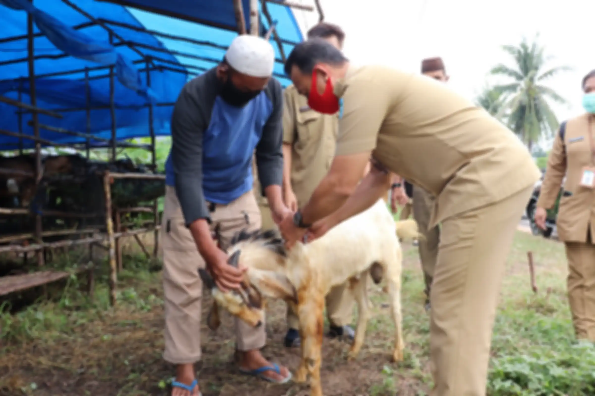 Wakil Bupati Bangka, Syahbudin Tinjau peninjauan di sejumlah tempat pemotongan dan penjualan hewan qurban, Selasa (28/7/2020).