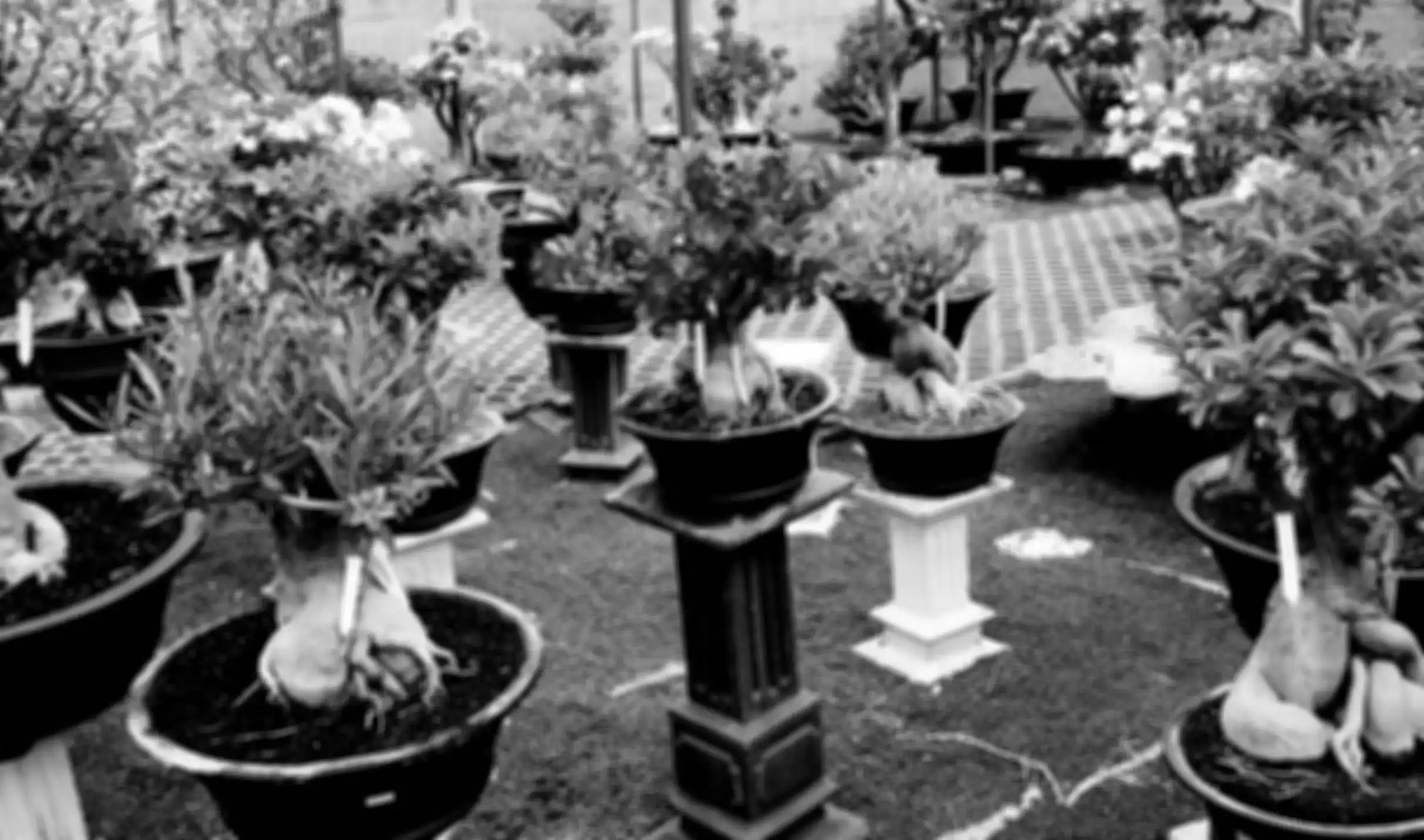 Ilustrasi adenium yang terawat, semua bagiannya (bunga, daun, akar, bonggol) menarik.