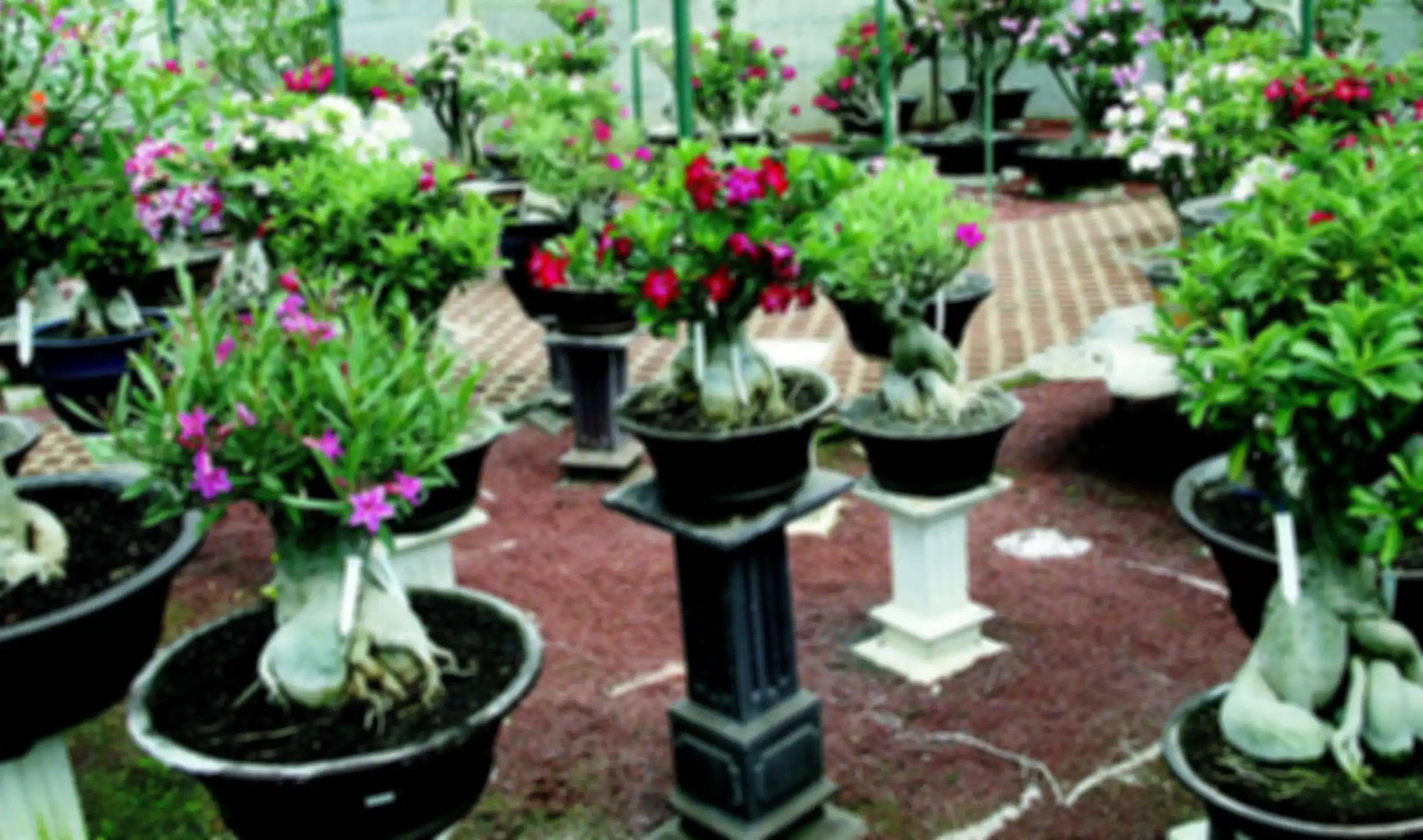 Ilustrasi adenium yang terawat, semua bagiannya (bunga, daun, akar, bonggol) menarik.