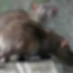 Cara Ampuh Usir Tikus dari Rumah Secara Alami