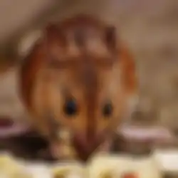 Dijamin Langsung Minggat! Begini Cara Ampuh Usir Tikus dari Rumah Secara Alami