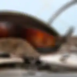 Tikus Bawa Malapetaka Bagi Seisi Rumah, Cegah dengan Sederet Cara Ampuh Ini