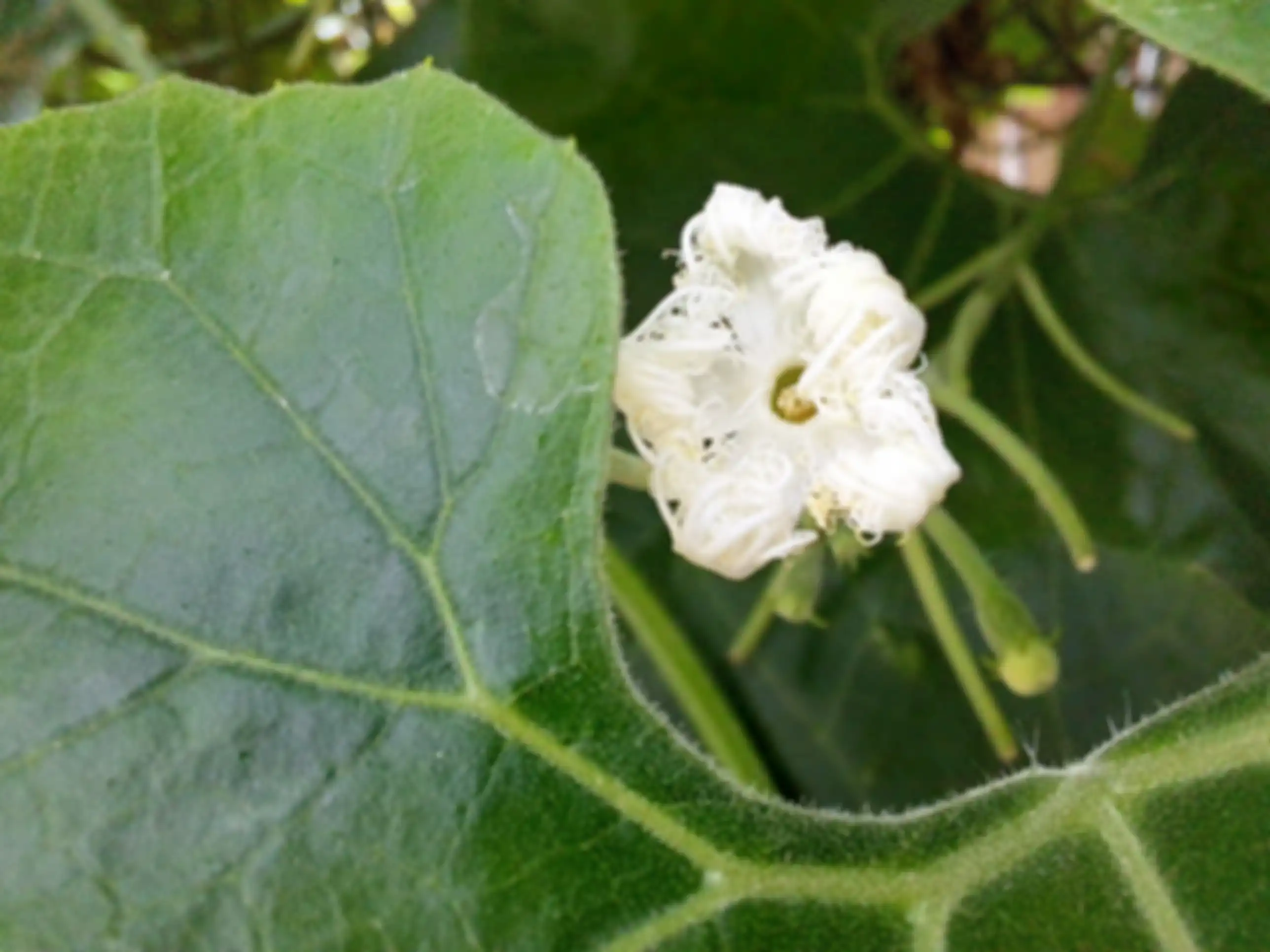 Hasil kamera makro Samsung Galaxy A53 5G yang memperlihatkan detail bunga dan daun.
