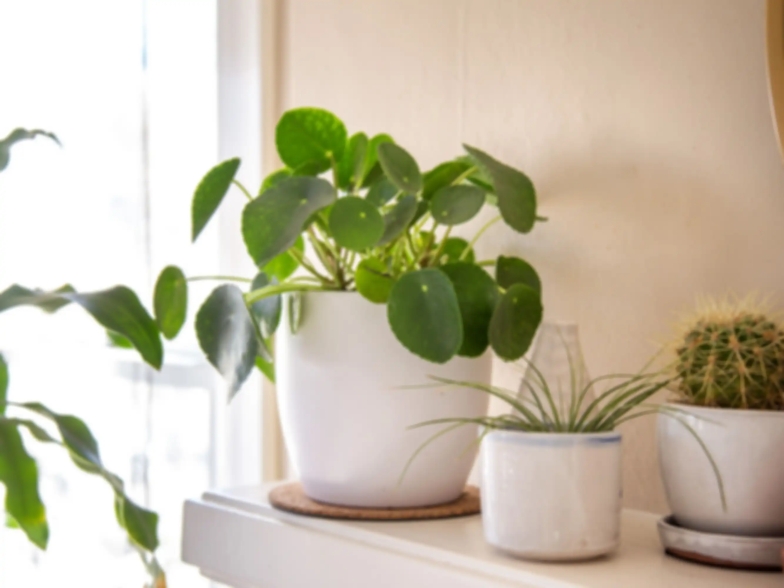 Pilea peperomioides