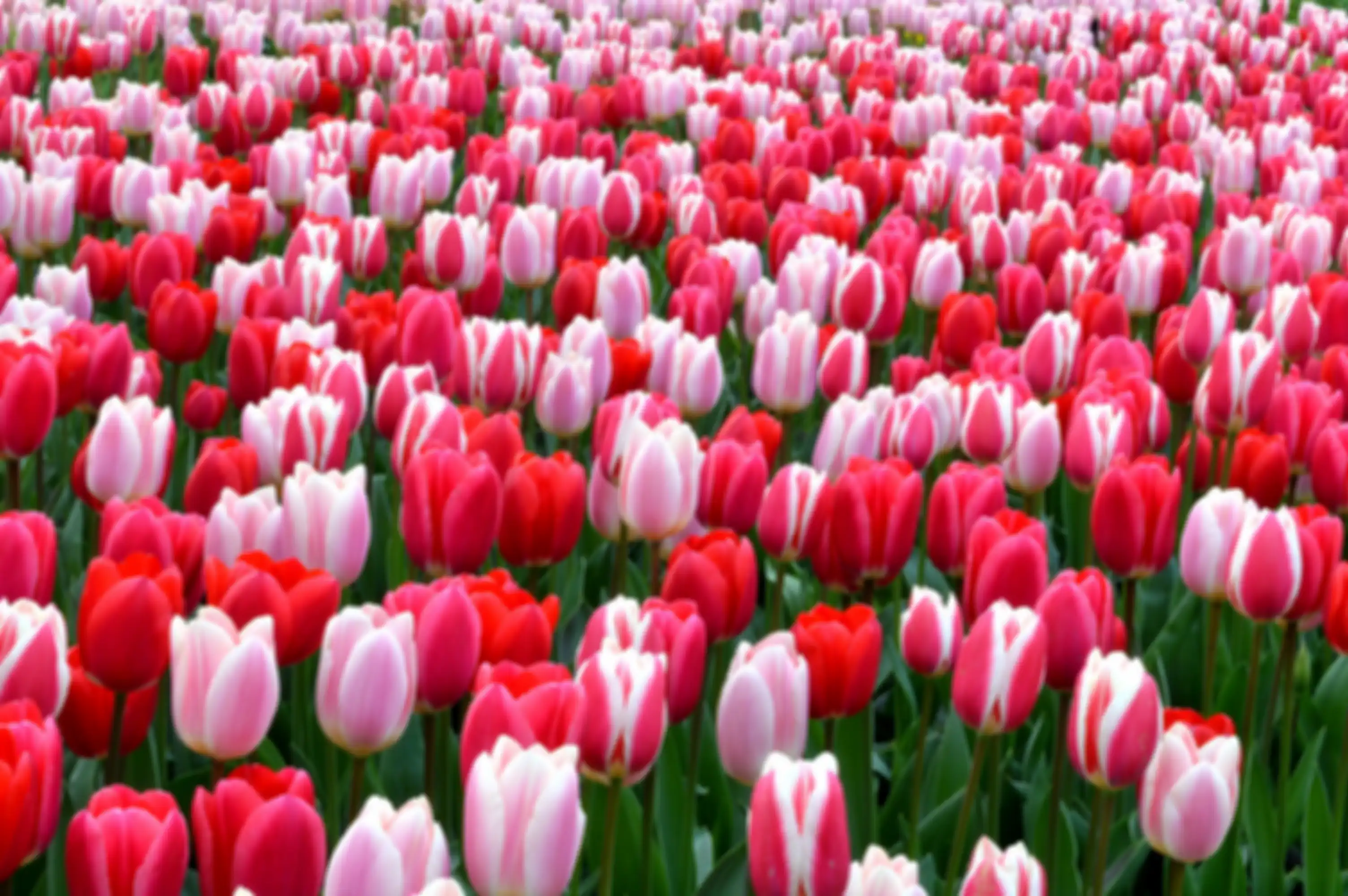 Bunga tulip