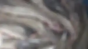 pria mabuk telan ikan lele