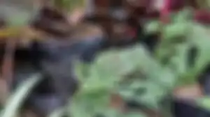 Tanah gambut cocok untuk pertumbuhan   Monstera adansonii atau janda bolong.