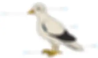 Ini  jawaban bagian-bagian tubuh burung merpati yang menjadi soal dalam buku tematik kelas 4 SD tema 3 halaman 66.