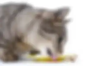 Siapkan ruangan khusus untuk hewan peliharaanmu (kucing atau anjing) di rumah.