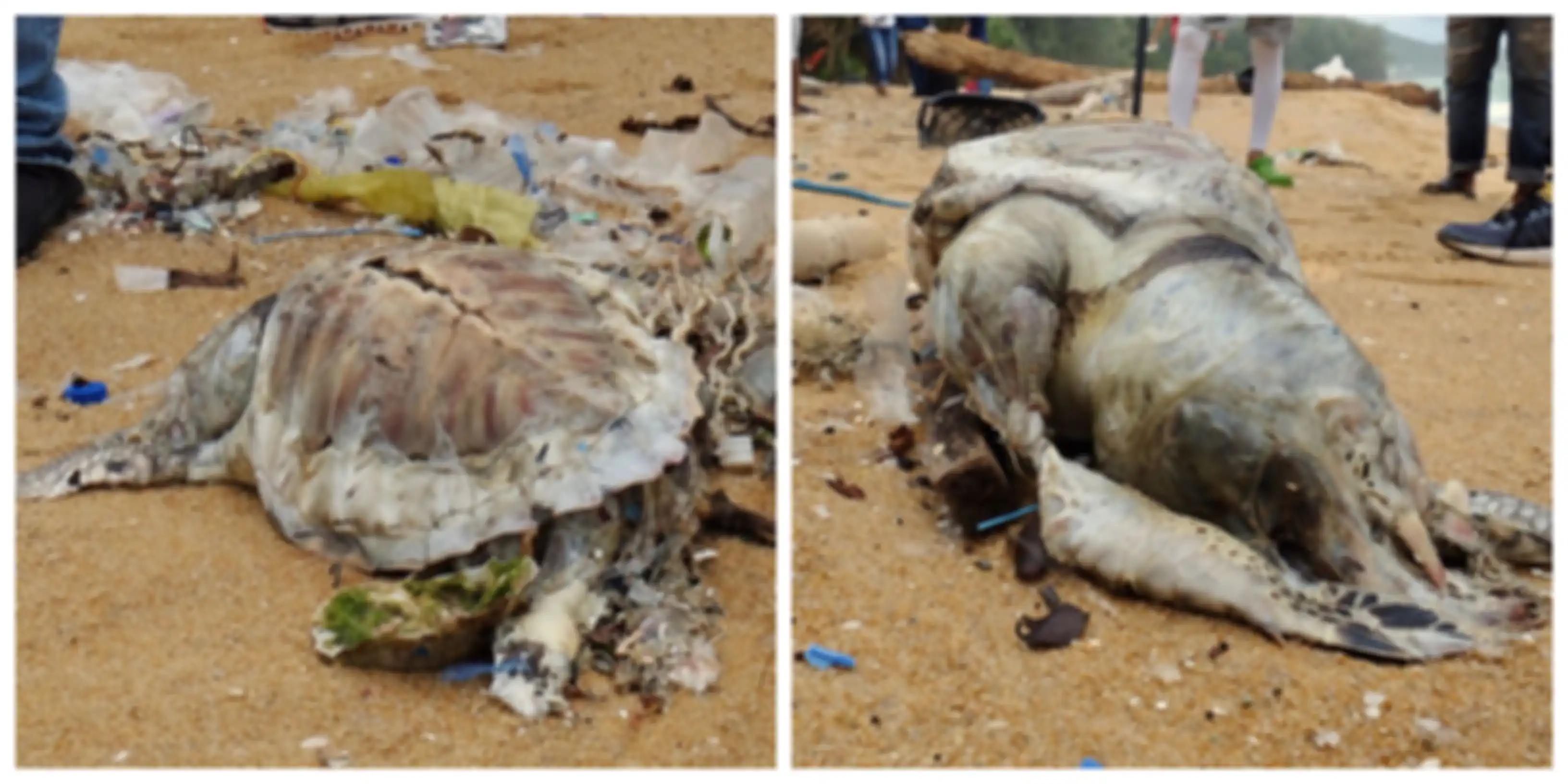 Hewan-hewan yang mati karena tersangkut sampah