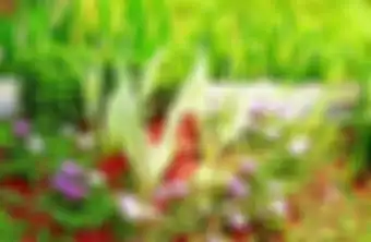 Ilustrasi ground cover, tanaman penutup tanah.