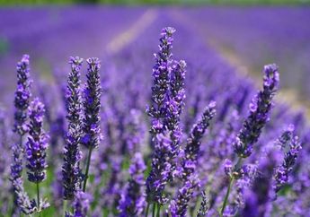 5 Manfaat Bunga Lavender,  Wanginya Nyatanya Bisa Basmi Serangga